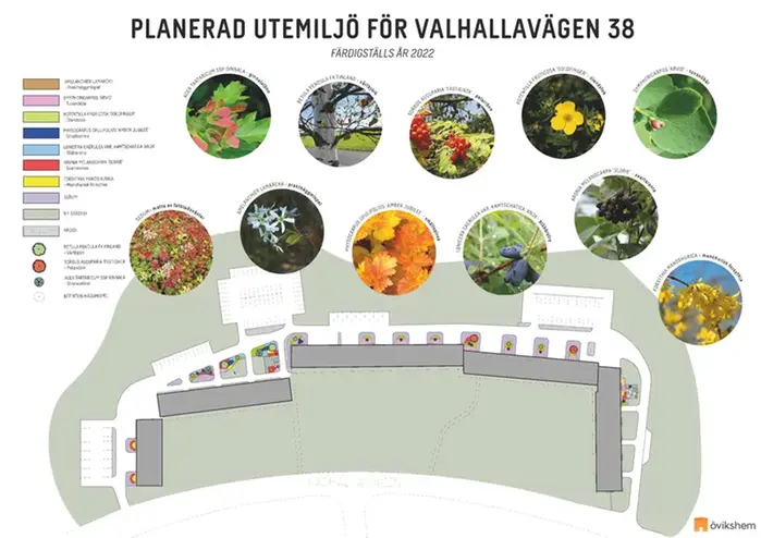 Illustration över planerad plantering vid Valhallavägen 38
